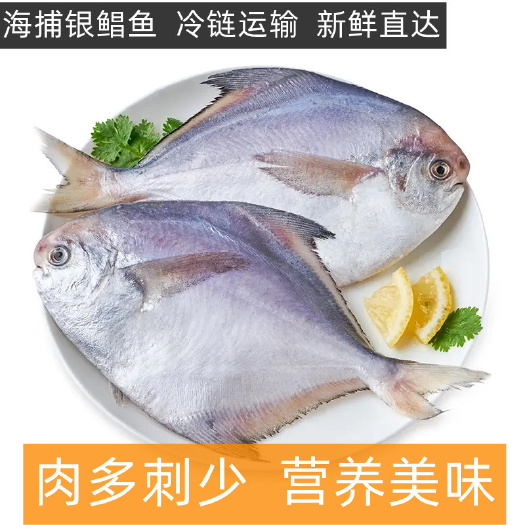 东山县鲳鱼 白鲳鱼 海捕白鲳鱼 银鲳鱼   刺少肉多  鲜嫩美味