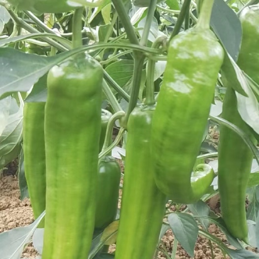 德保县牛角椒