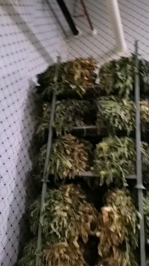 盐城红叶莴笋