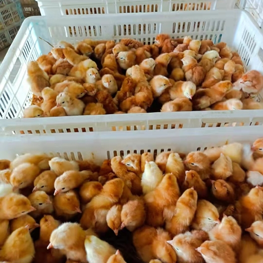 海南褐蛋鸡苗，海兰褐蛋鸡苗产蛋率高，包发货包路损包打预苗