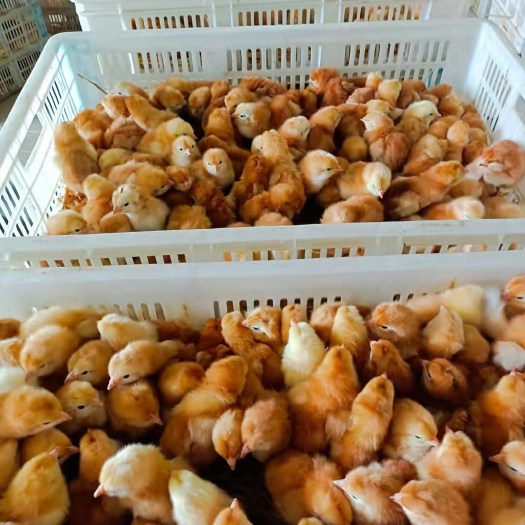 衡南县海南褐蛋鸡苗，海兰褐蛋鸡苗产蛋率高，包发货包路损包打预苗