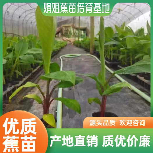南宁南洋红香蕉苗  红香蕉苗，南洋香蕉苗。红美人香蕉苗。产地直销