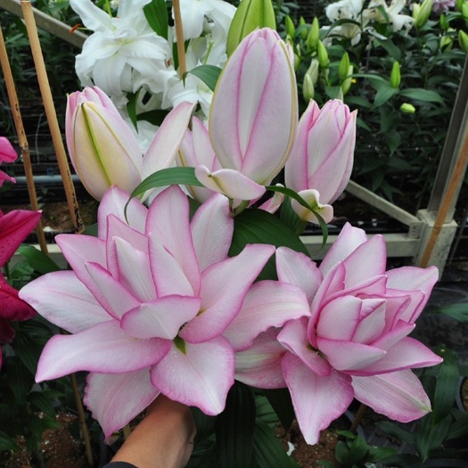 成都现货百合种球5球装重瓣复瓣花大花香香水百合花盆栽花苗绿植