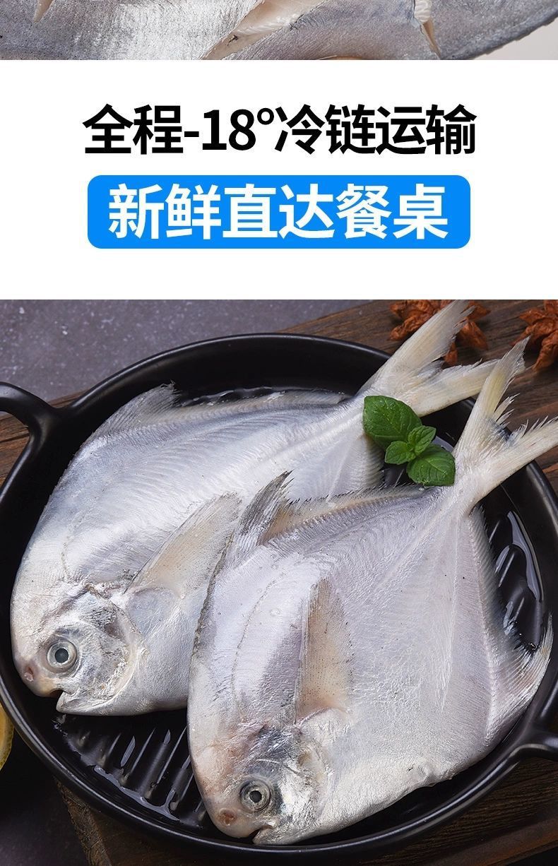 鲳鱼 白鲳鱼 海捕白鲳鱼 银鲳鱼   刺少肉多  鲜嫩美味