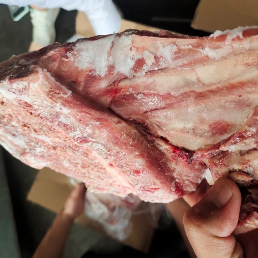 商丘肥猪无颈前排