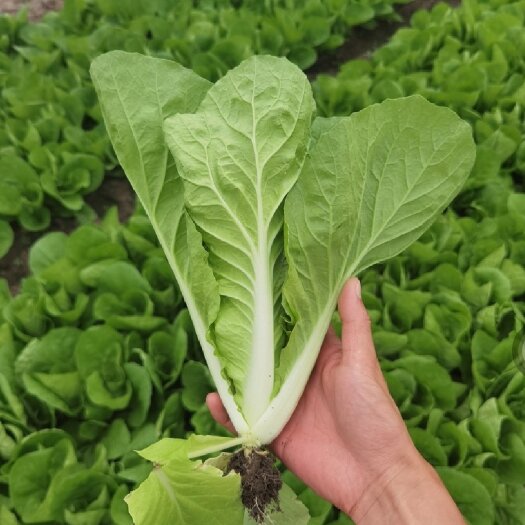 太和县精品优选毛白菜