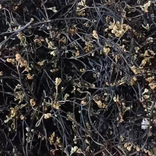 昭通蕨菜干，干蕨菜