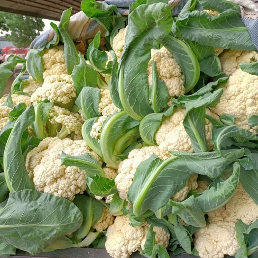石家庄白花菜花