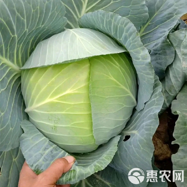 晚丰 甘蓝蔬菜种子包菜卷心菜莲花白扁圆球  庭院盆栽种子