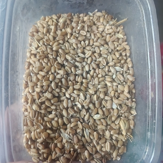 邯郸小麦，22年新小麦