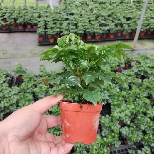 幸福树基地直销精品绿植厂家直销叶老冒大全国一件代发物美价廉。