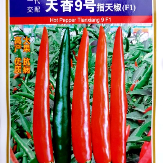 东方市天香9号朝天椒种子，果实顺直抗性强，商品性好，口感香辣