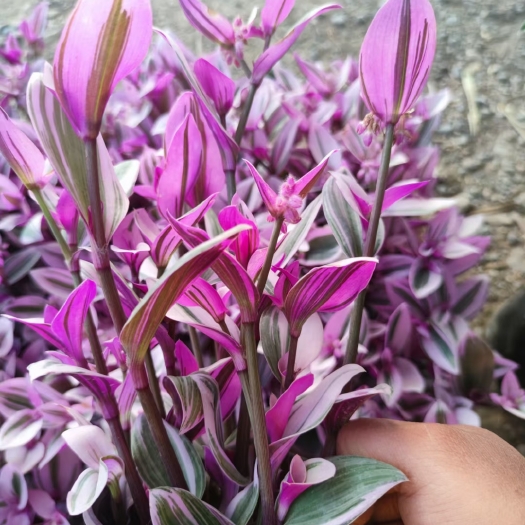 青州市油画，花小精致，观花观叶，怕寒，室内温度，20-40公分