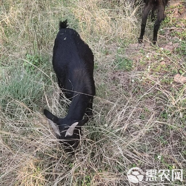 放深山老林里面的山羊，羊山羊放山羊肉羊放山羊肉羊母羊