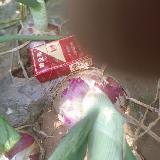 博爱县洋葱
