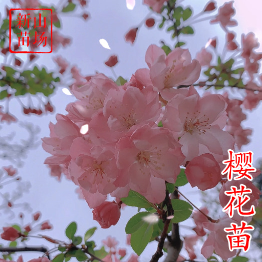 嵊州市樱花小苗日本樱花树苗花卉绿植庭院别墅绿化植物好养正宗日本樱花