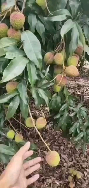 陵水县妃子笑荔枝