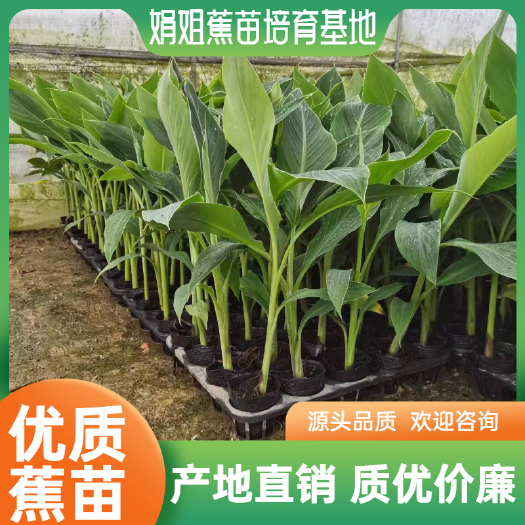 南宁粉蕉苗，香蕉苗，金粉一号，B6香蕉苗等等。