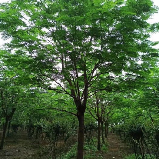 凤凰木