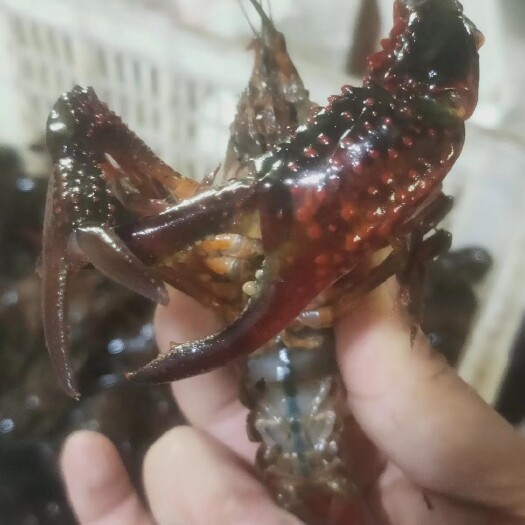 潜江市湖北  潜江小龙虾 全国发货