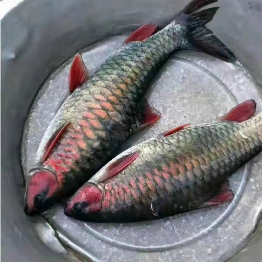 南宁青竹鱼苗，改良新一代青竹鱼苗，抗病毒青竹鱼苗，技术指导