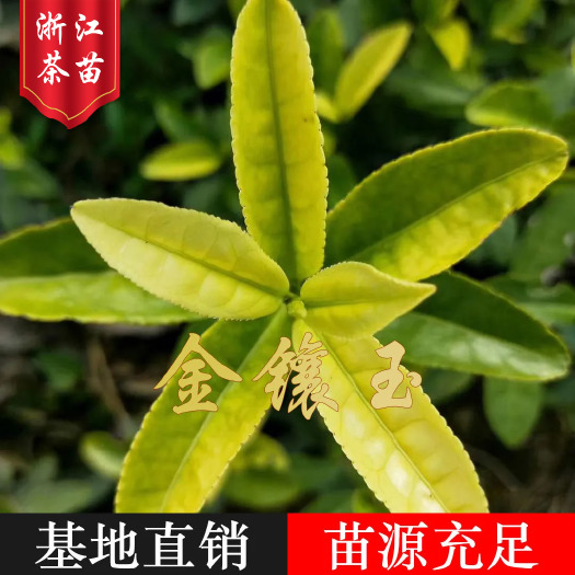 庆元县源头货源金香玉茶苗 金镶玉茶苗原产地多品种现货批发直供