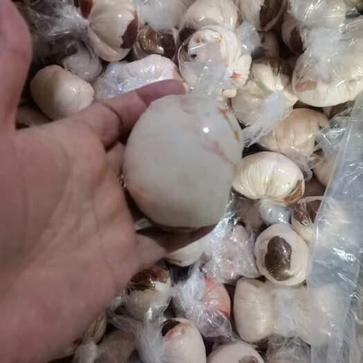 郑州羊宝 包油真羊腰