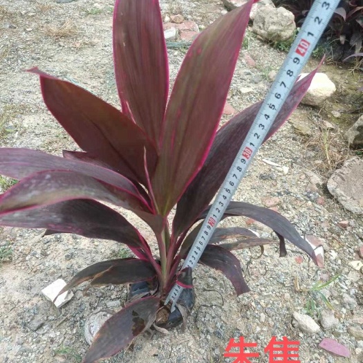 佛山朱蕉