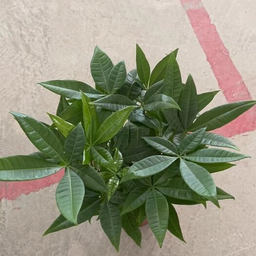 六福发财树，28盆一件