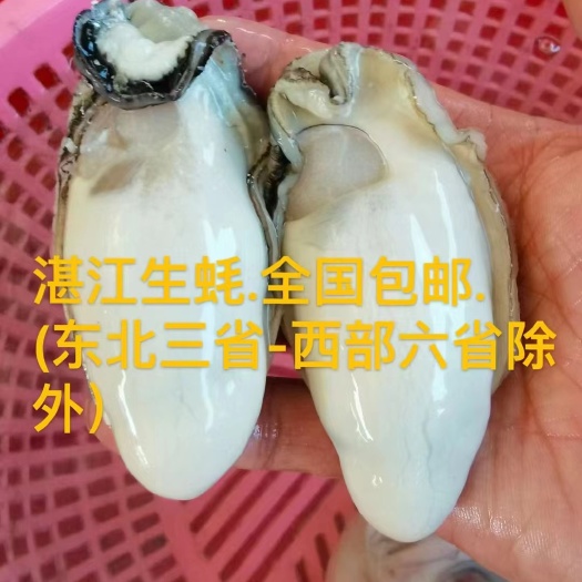 湛江湛江生蚝特大蚝5-6两