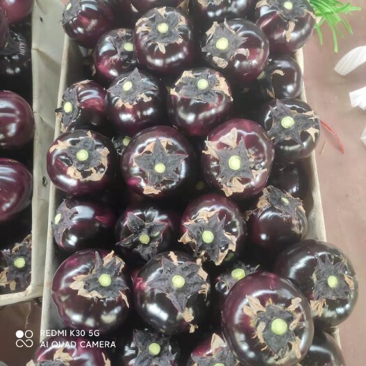 青州市精品圆茄，产地代发，