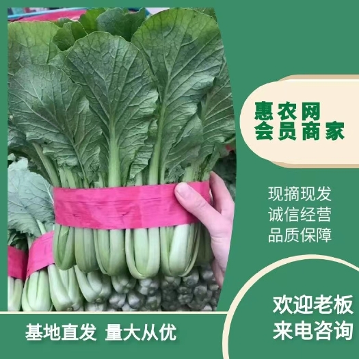 邯郸精品小白菜