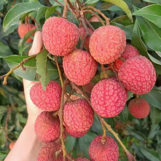 遂溪县白糖罂