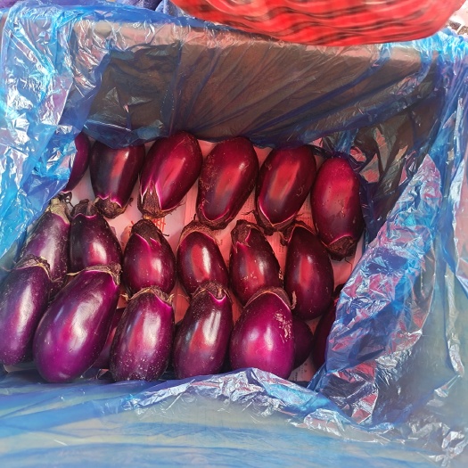关岭县精品圆茄大量供应，全国供应，质量保证，欢迎下单咨询！1111