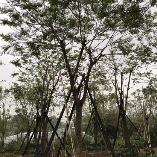 江门凤凰木