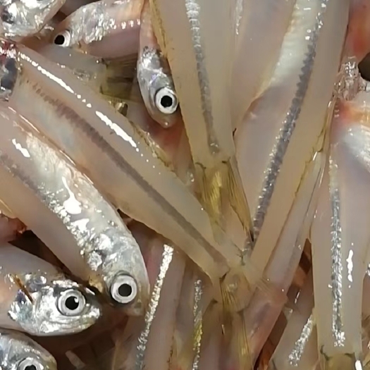 合浦县银鱼