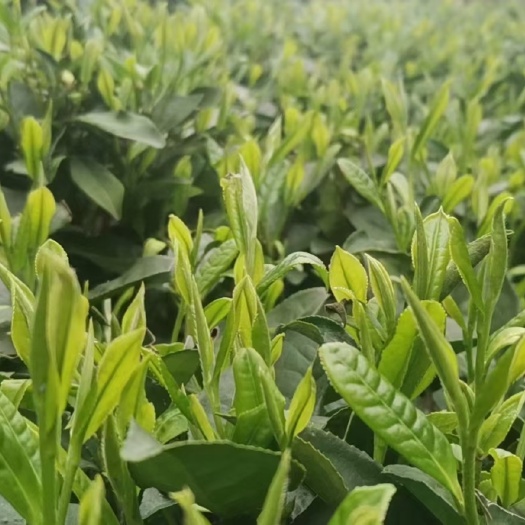 昭平县毛尖茶  绿茶毛尖曲茶2022春芽茶中国长寿之乡昭平云雾茶