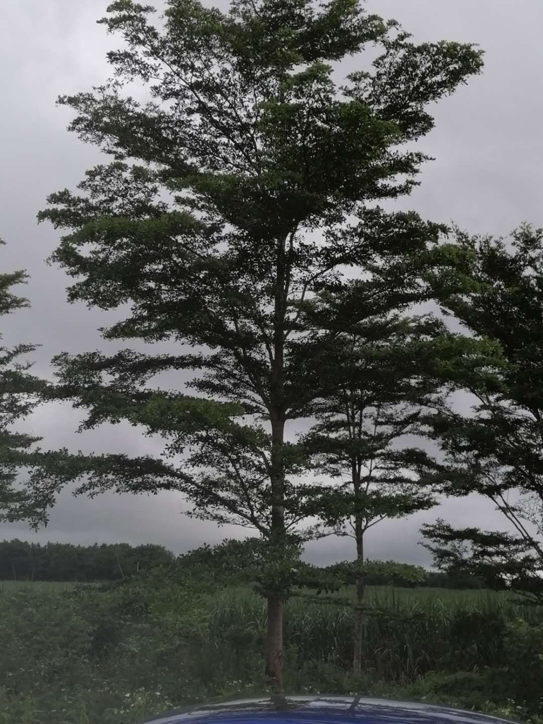 小叶榄仁