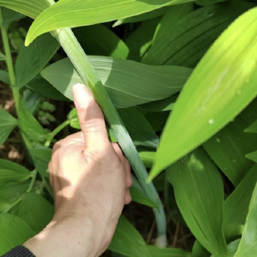 蕲春县黄精种苗