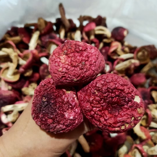 思茅大红菌、云南红菇