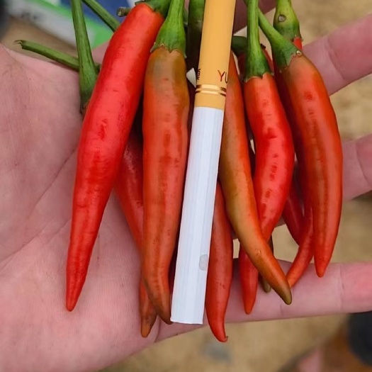 弥勒市大量供应