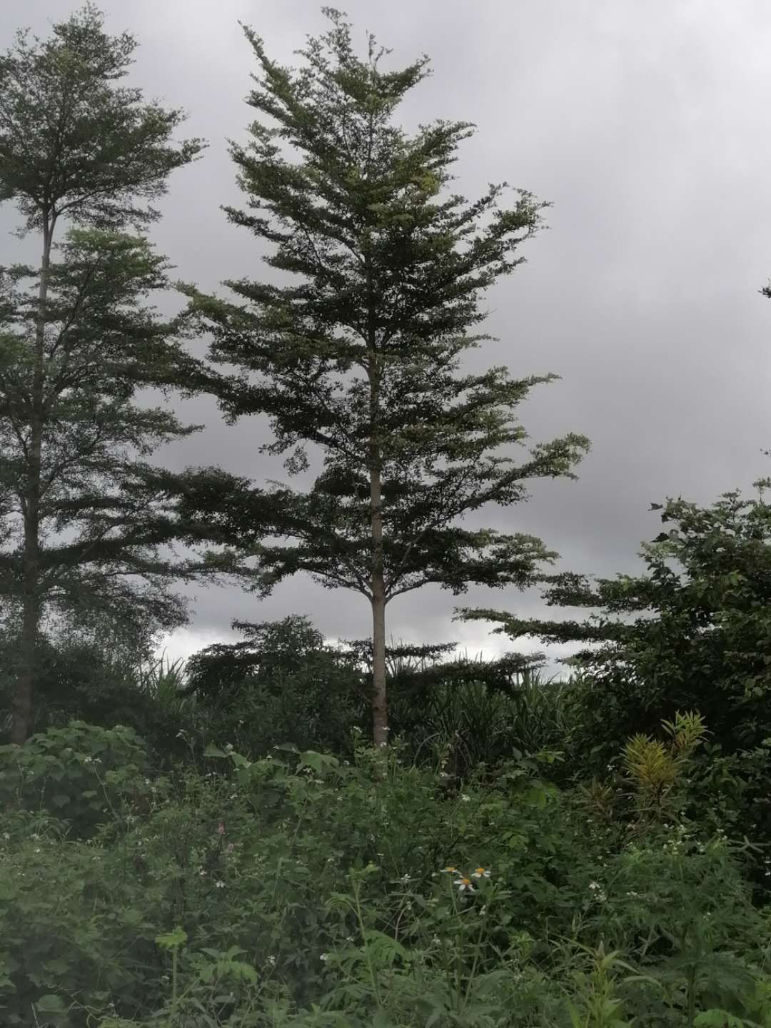小叶榄仁