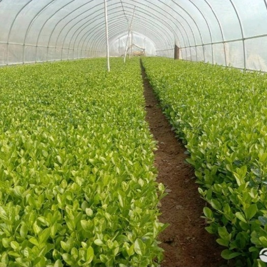 新沂市大量卫矛床苗出售