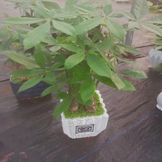 漳州三杆发财树