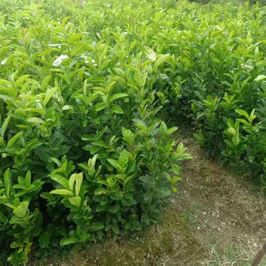 肇庆正宗广东佛手苗。