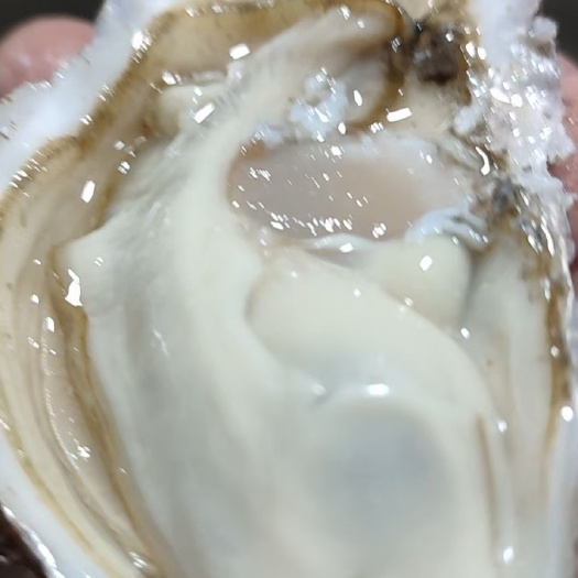 乳山市正宗乳山牡蛎，原产地发货，加工厂直供