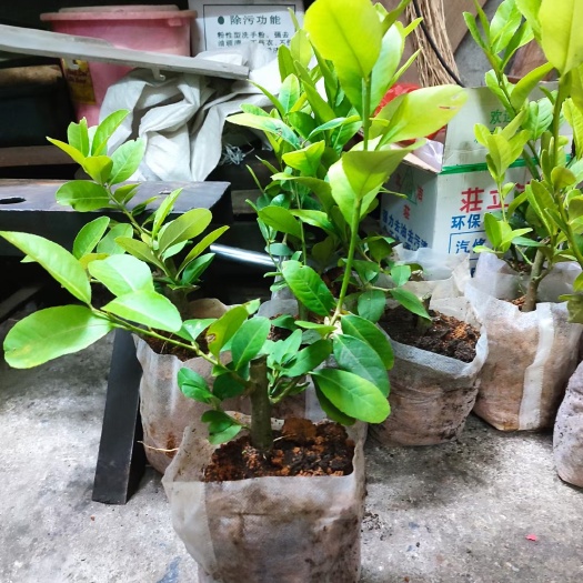 北流市广东香水柠檬苗 杯苗