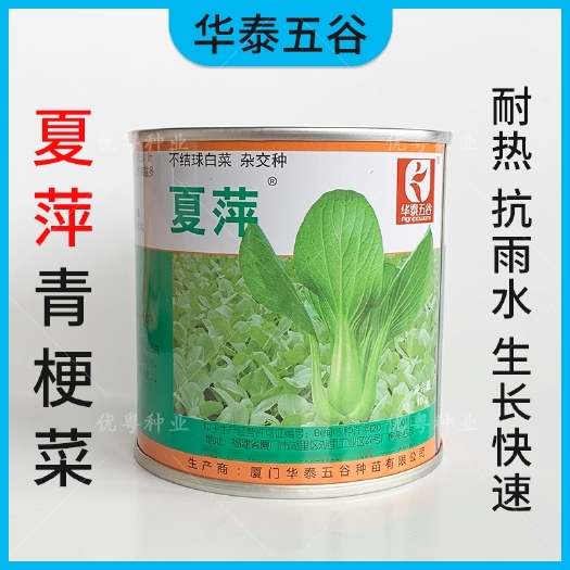 广州夏萍青梗菜种子四季高产杂交上海青菜种籽小油菜籽小青菜蔬菜种孑