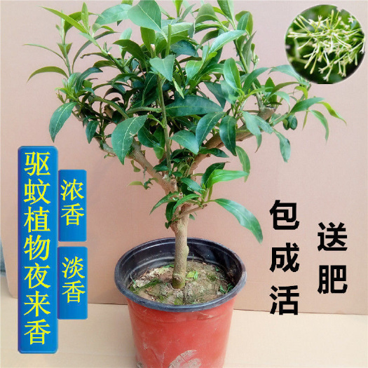 夜来香盆栽