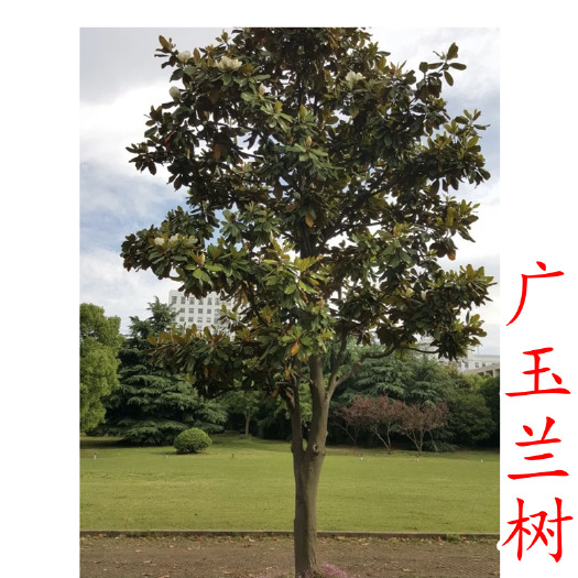 嵊州市广玉兰【浙江嵊州】广玉兰树苗 15-25公分 退林还耕 清地